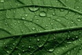 Green cucumber leaf in water drops, macro Royalty Free Stock Photo