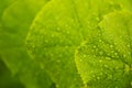 Green cucumber leaves