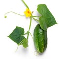 Green cucumber with leaves and flower Royalty Free Stock Photo