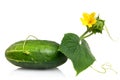 Green cucumber with leaves and flower Royalty Free Stock Photo