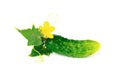 Green cucumber with leaves and flower isolated on a white Royalty Free Stock Photo