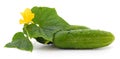 Green cucumber with leaves and flower Royalty Free Stock Photo