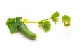 Green cucumber with leaves and flower Royalty Free Stock Photo