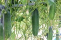 Green cucumber plant in the garden