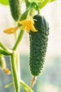 Green cucumber plant growing with vegetable and yellow flower gardening