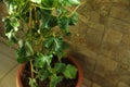 Green cucumber seedling in pot near wall, closeup. Space for text Royalty Free Stock Photo