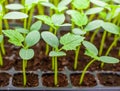 Green Cucumber seedling on tray Royalty Free Stock Photo
