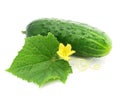 Green cucumber vegetable fruit with leafs isolated Royalty Free Stock Photo