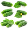 Green cucumber vegetable fruits with leafs