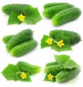 Green cucumber vegetable fruits with leafs