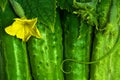 Green cucumbers Royalty Free Stock Photo