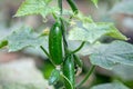 Green cucumbers grow in greenhouse