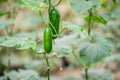 Green cucumbers grow in greenhouse