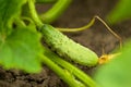 Green cucumbers hang on a green branch