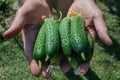 Green cucumbers Latin: Cucumis sativus in hands. Fresh cucumbers grown in vegetable garden. The concept of a rich harvest Royalty Free Stock Photo