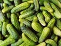 Green cucumbers Royalty Free Stock Photo