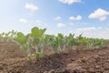 Green cultivated soy bean plant in field, spring time. Royalty Free Stock Photo