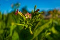 Green cultivated tobacco plant with pink flowers Royalty Free Stock Photo