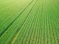 Green cultivated wheat or rye field from above