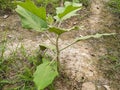 Green cultivation land and green eggplant tree Royalty Free Stock Photo