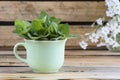 Green cup with banch of fresh and green melissa Royalty Free Stock Photo