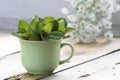 Green cup of Lemon balm on a wooden table Royalty Free Stock Photo