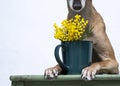 Green cup with mimosa shot on green chair between whippet paws Royalty Free Stock Photo