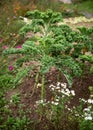 Green curly kale plants on natural organic soil in the late autumn vegetable garden. Royalty Free Stock Photo