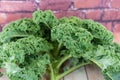 Green curly Kale