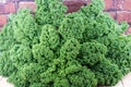 Green curly Kale