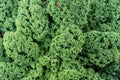 Green curly Kale