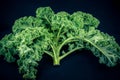 Green curly Kale