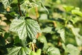 Green currant bush growing outdoors on sunny day , closeup Royalty Free Stock Photo