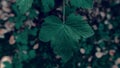 A green currant leaf in the center of the frame with a red bug. Farming and agriculture. Summer season, flowering period Royalty Free Stock Photo