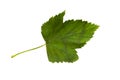 Green currant leaf isolated on white background, clipping path Royalty Free Stock Photo