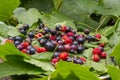 Green currant leaves, red ripe berries of strawberries and strawberries. Dark-violet berries of a currant on a white plate in the Royalty Free Stock Photo