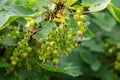 Green currants on bush branche close up