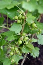 Green currants in the garden, close-up photo