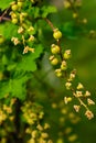 green currants on a green background macro shot