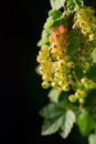 Green currants grow in spring on a currant bush in nature, against a green background, in portrait format