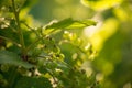 Green currants in the summer garden, sunny day. Macro sloseup shot