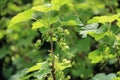 Green currants in the Sunlight