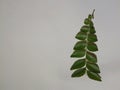 Green curry leavers on a white background. It is natural.