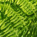 Green curved fern fonds