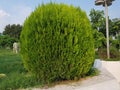 Green curved hedge infornt of garden freshly sheared low profile hedge