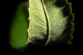 Green curved leaf isolated