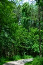 Green Curving Trail at Waterfall Glen Forest Preserve in Suburban Lemont Illinois Royalty Free Stock Photo