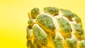 A green custard apple (Annona squamosa Linn) with a yellow background Royalty Free Stock Photo