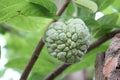 Green Custard apple background blur