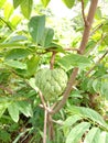 Green Custard apple fruit In india